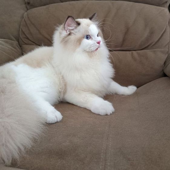 Ragdoll แท้ หุ่นหมี รูปที่ 5