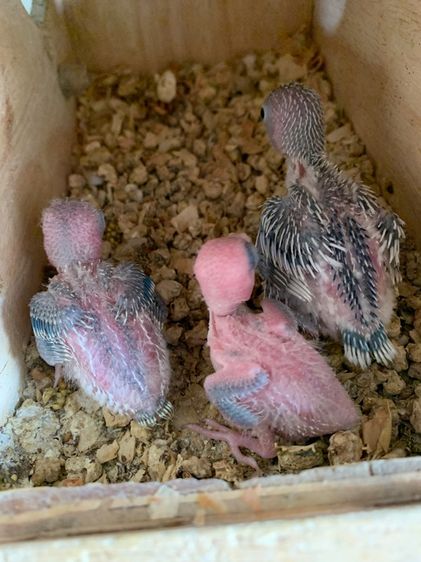 ลูกป้อนฟอพัส รูปที่ 2