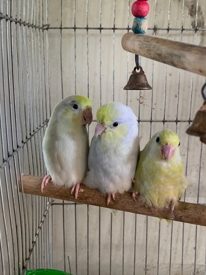 ลูกป้อนฟอพัส รูปที่ 3