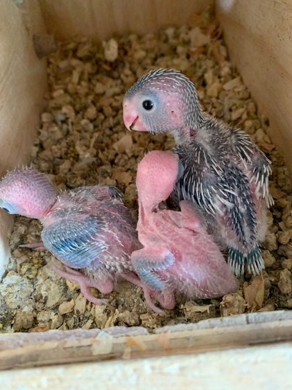 ลูกป้อนฟอพัส