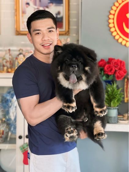 เชาว์เชาว์ เกรดนำเข้า พร้อมใบ รูปที่ 2