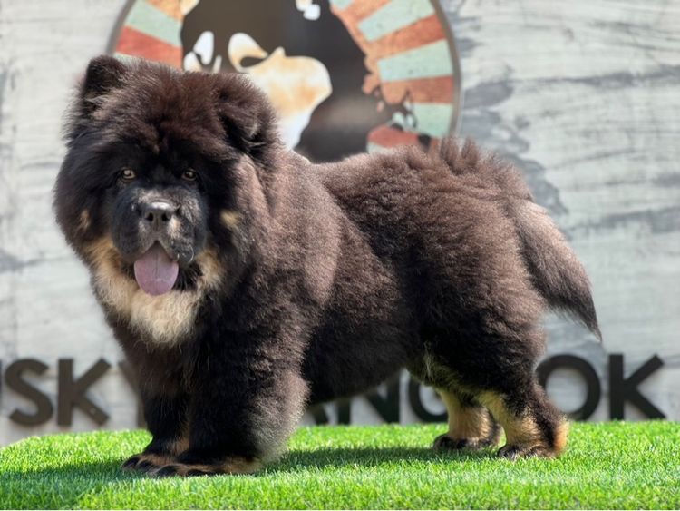 เชาว์เชาว์ เกรดนำเข้า พร้อมใบ รูปที่ 4