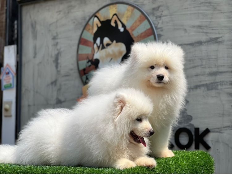 ลูกสุนัขซามอยด์ เกรดนำเข้า พร้อมใบ รูปที่ 18