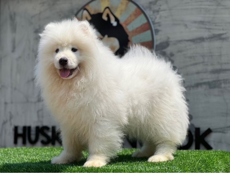 ลูกสุนัขซามอยด์ เกรดนำเข้า พร้อมใบ รูปที่ 17