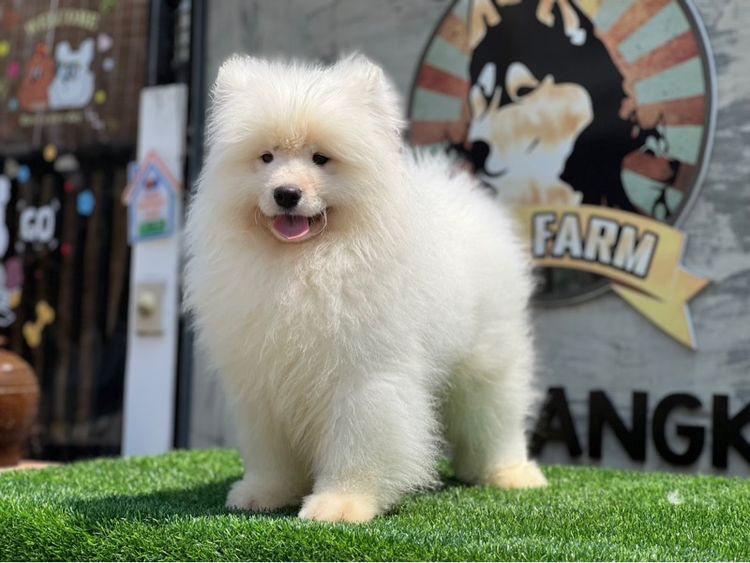 ลูกสุนัขซามอยด์ เกรดนำเข้า พร้อมใบ รูปที่ 15