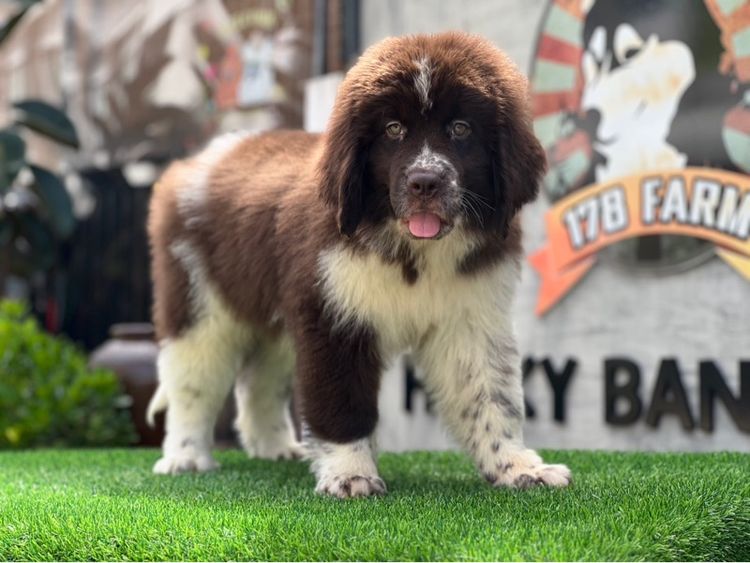 ลูกสุนัขนิวฟาวแลนด์ เกรดนำเข้า พร้อมใบ รูปที่ 16