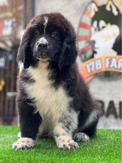 ลูกสุนัขนิวฟาวแลนด์ เกรดนำเข้า พร้อมใบ รูปที่ 17