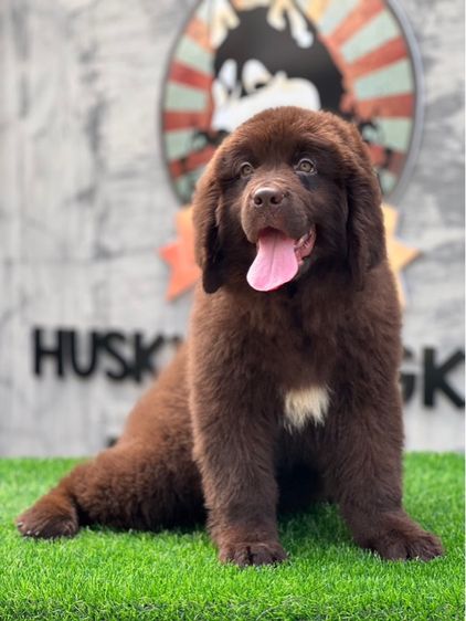 ลูกสุนัขนิวฟาวแลนด์ เกรดนำเข้า พร้อมใบ รูปที่ 15