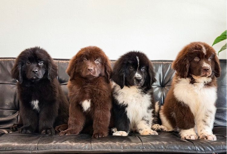 ลูกสุนัขนิวฟาวแลนด์ เกรดนำเข้า พร้อมใบ รูปที่ 14