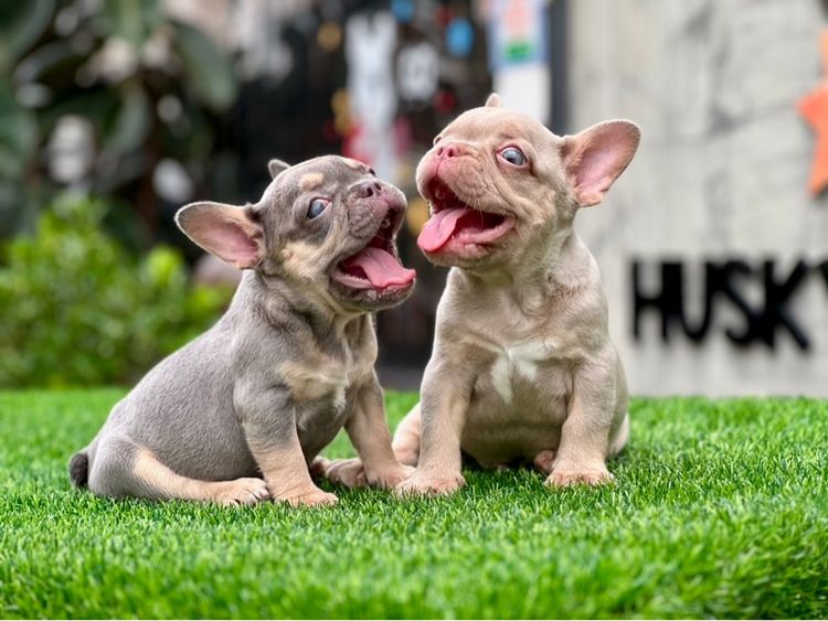 เฟรนบลูด๊อก เกรดนำเข้า  รูปที่ 18