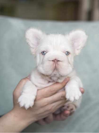 เฟรนบลูด๊อก เกรดนำเข้า  รูปที่ 16