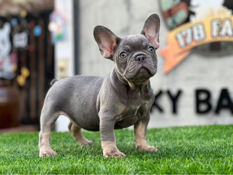 เฟรนบลูด๊อก เกรดนำเข้า  รูปที่ 14