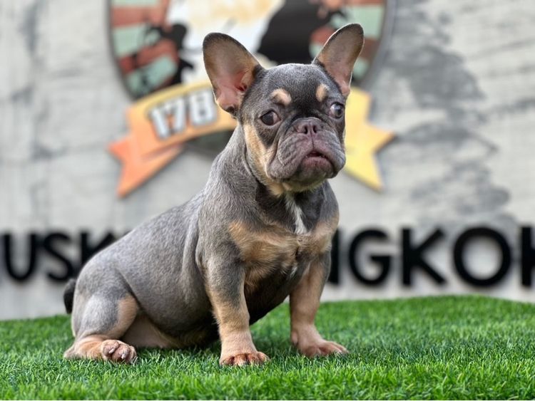 เฟรนบลูด๊อก เกรดนำเข้า  รูปที่ 12