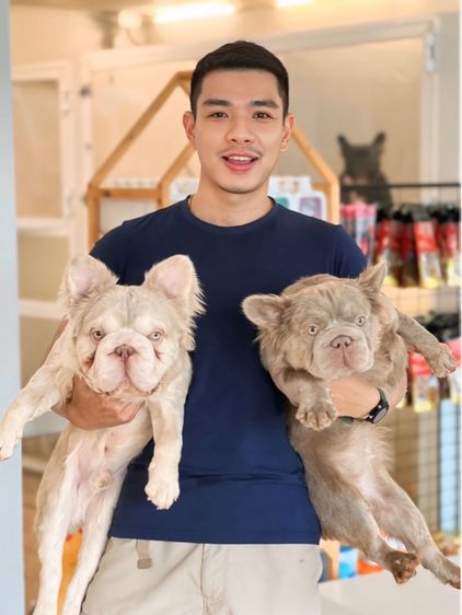 เฟรนช์ บูลด็อก (French Bulldog) เล็ก เฟรนบลูด๊อก เกรดนำเข้า 