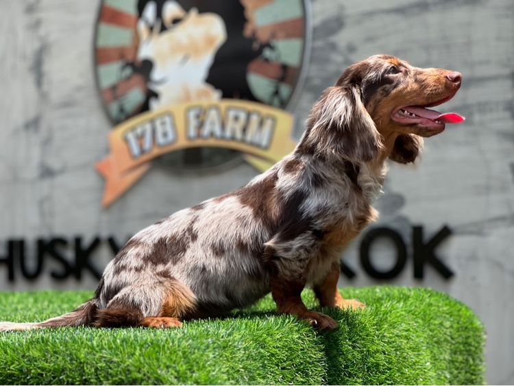 ดัชชุน เกรดนำเข้า รูปที่ 7