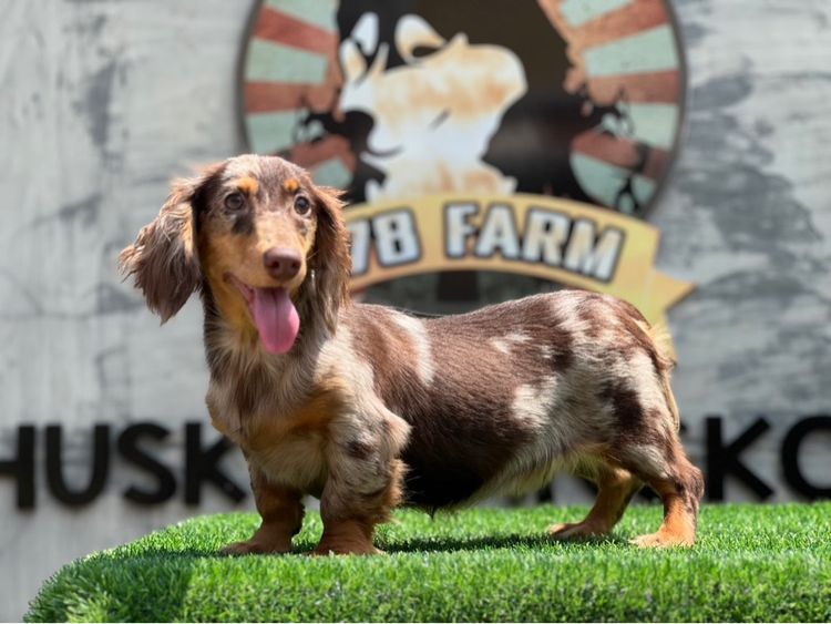 ดัชชุน (Dachshund) เล็ก ดัชชุน เกรดนำเข้า