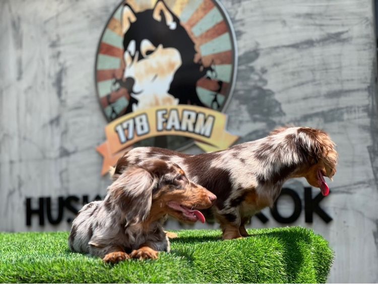 ดัชชุน เกรดนำเข้า รูปที่ 11