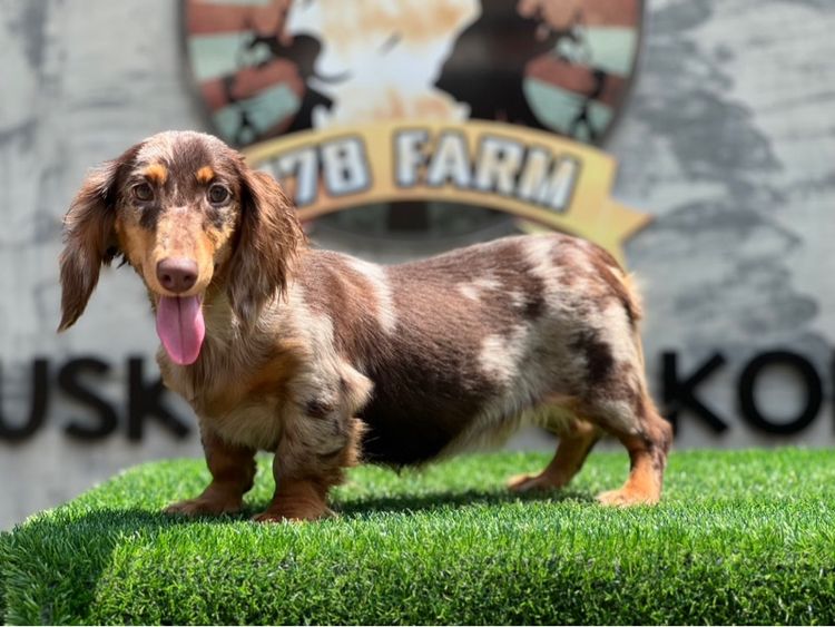 ดัชชุน เกรดนำเข้า รูปที่ 5