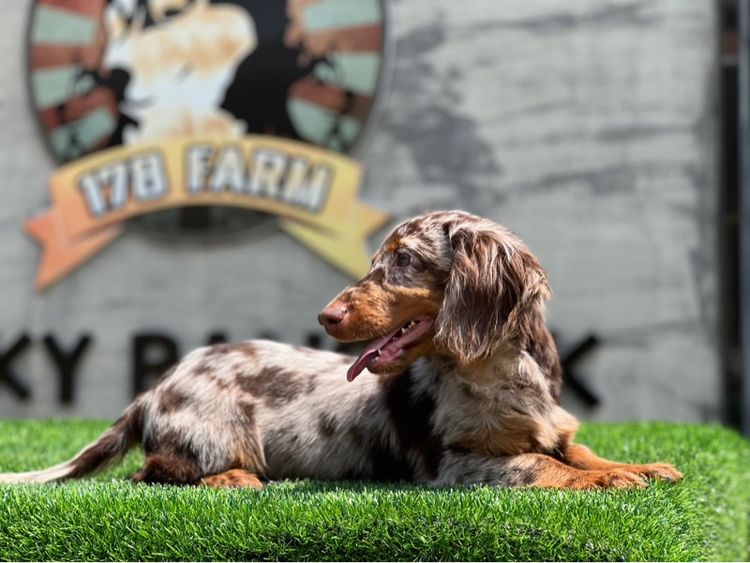 ดัชชุน เกรดนำเข้า รูปที่ 14