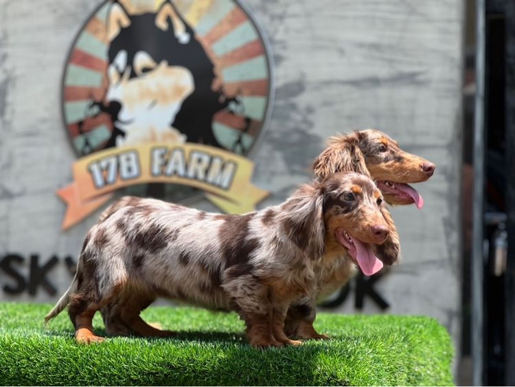 ดัชชุน เกรดนำเข้า รูปที่ 9