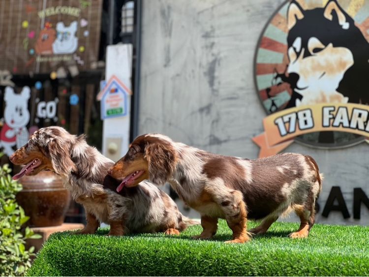 ดัชชุน เกรดนำเข้า รูปที่ 12