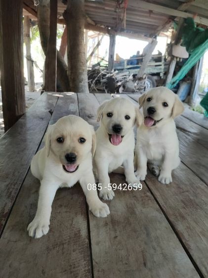 ลาบราดอร์แท้ เมีย