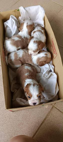คาวาเลียร์ คิง ชาลส์ สแปเนียล (Cavalier King Charles Spaniel) เล็ก เปิ ดจองน้องหมาคาวาเลียร์ คิงชาลส์ สแปเนียล มี 4 ตั ว เพ ศผู้ 2 เพ ศเมีย 2 ใบเ พ็ดไท ย 