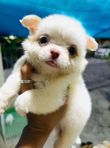 ชิวาว่าไซร้เล็ก