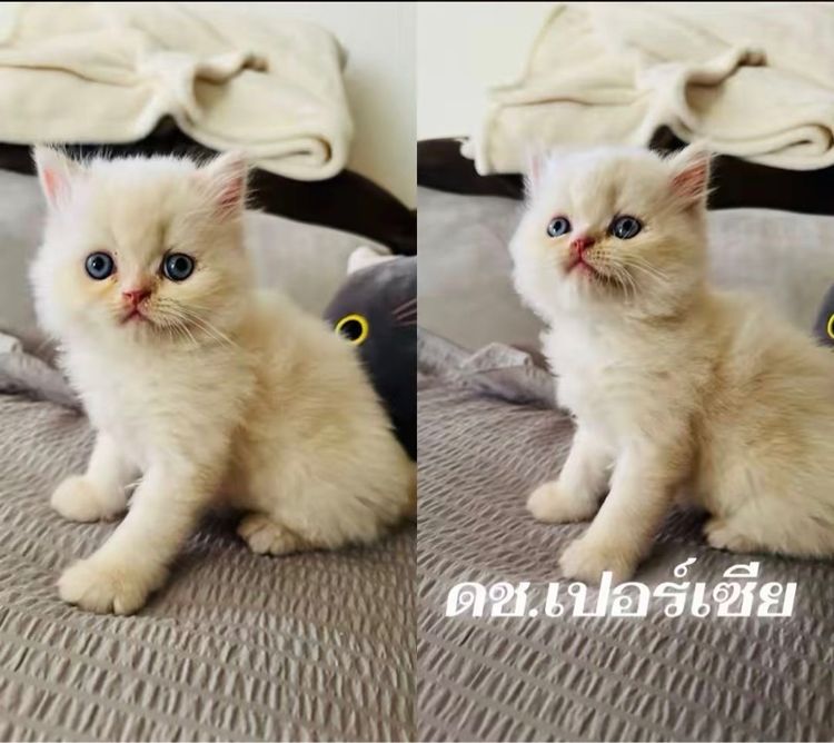 เปอร์เซีย