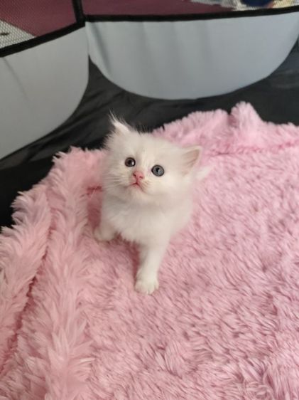 แมวเปอร์เซียสีขาวล้วน รูปที่ 4