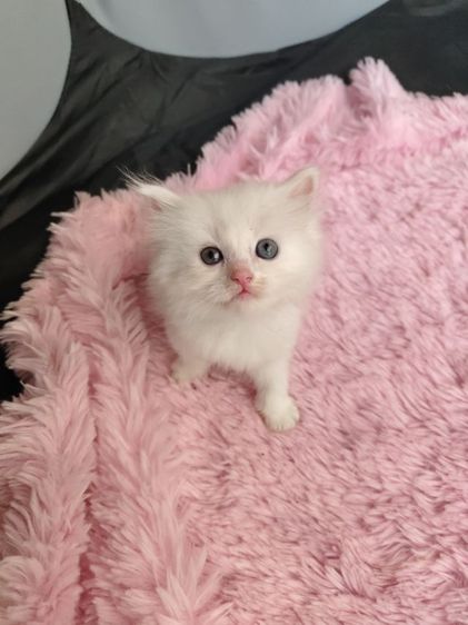เปอร์เซีย (Persian) แมวเปอร์เซียสีขาวล้วน