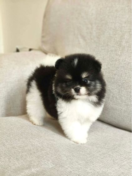 ปอมเมอเรเนียน (Pomeranian) กลาง ดช. ตัวท็อปค่ะ รูปสุดท้ายพี่
