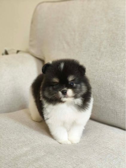 ดช. ตัวท็อปค่ะ รูปสุดท้ายพี่ รูปที่ 5