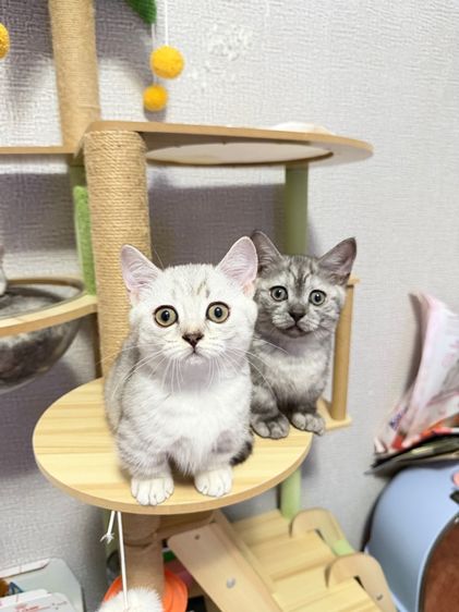 มันช์กิ้น (Munchkin) ลูกแมวขาสั้น มันช์กิ้น 2 เดือนพร้อมย้าย