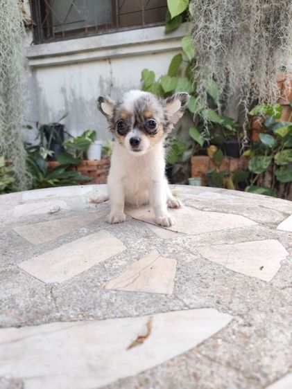 พุดเดิ้ลทอยเพศเมียจังหวัดอุดรธานี รูปที่ 3