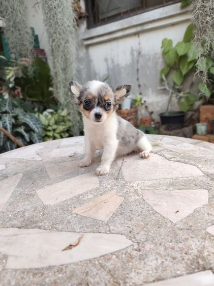 พุดเดิ้ลทอยเพศเมียจังหวัดอุดรธานี รูปที่ 13