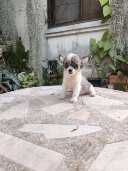 พุดเดิ้ลทอยเพศเมียจังหวัดอุดรธานี รูปที่ 5