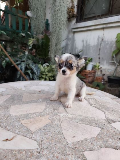 พุดเดิ้ลทอยเพศเมียจังหวัดอุดรธานี รูปที่ 4