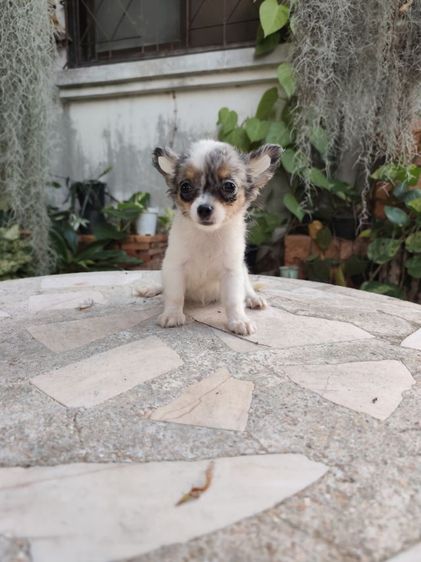 พุดเดิ้ลทอยเพศเมียจังหวัดอุดรธานี รูปที่ 2