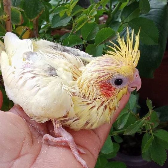 คอกคาเทล ค๊อกคาเทล ลูกป้อน นกบ้าน