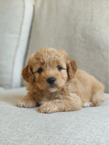 5 หนุ่มพุดเดิ้ล รูปที่ 6