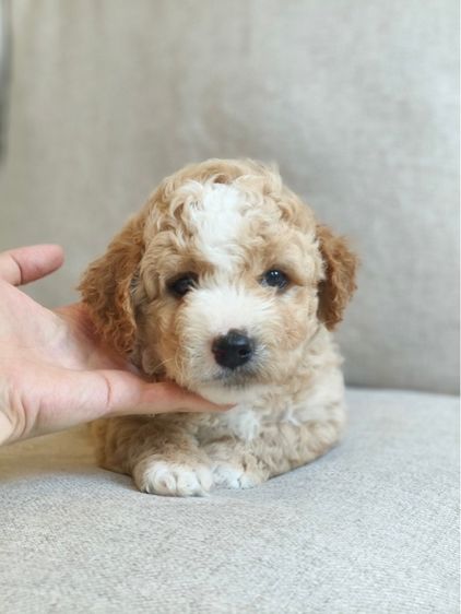 5 หนุ่มพุดเดิ้ล รูปที่ 8