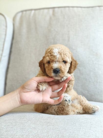 5 หนุ่มพุดเดิ้ล รูปที่ 3