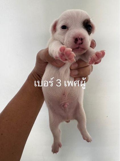 แจ็ค รัสเซลล์ (Jack Russell) เล็ก แจ๊ครัสเซลล์