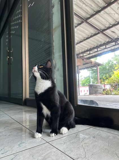แมวไทย ฟรี รูปที่ 3