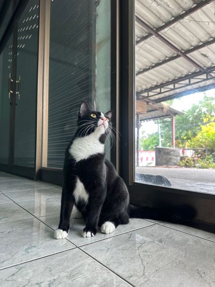 แมวไทย ฟรี รูปที่ 2