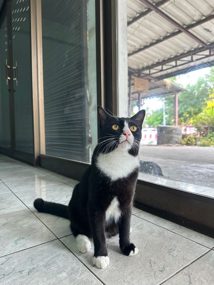 แมวไทย (Thai Cat) แมวไทย ฟรี