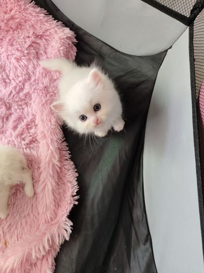 เปอร์เซีย (Persian) แมวเปอร์เซียสีขาวล้วน