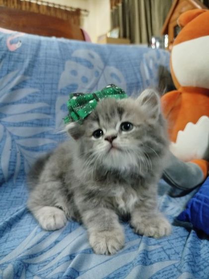 แมวสก็อตติชโฟลด์ รูปที่ 8