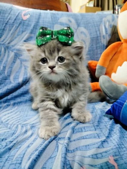 แมวสก็อตติชโฟลด์